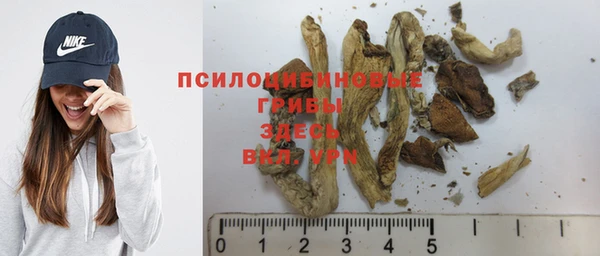прущие грибы Волосово