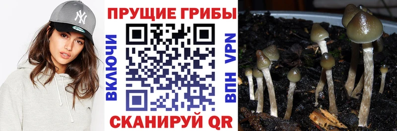 Псилоцибиновые грибы Psilocybine cubensis  дарнет шоп  Северская 